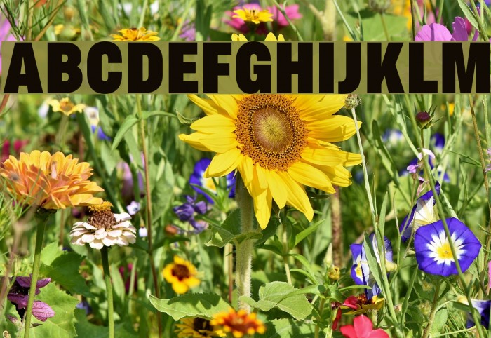 AsketCondensed-ExtraBold Font examples