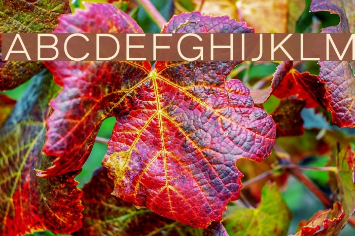 AsketExtended-Light Example 1