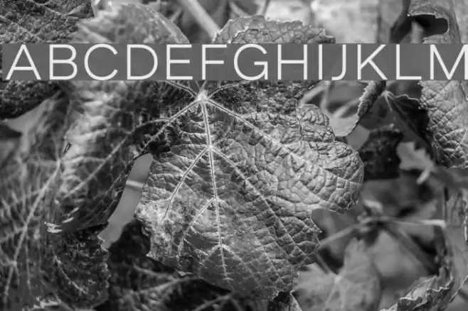 AsketExtended-Light Font examples