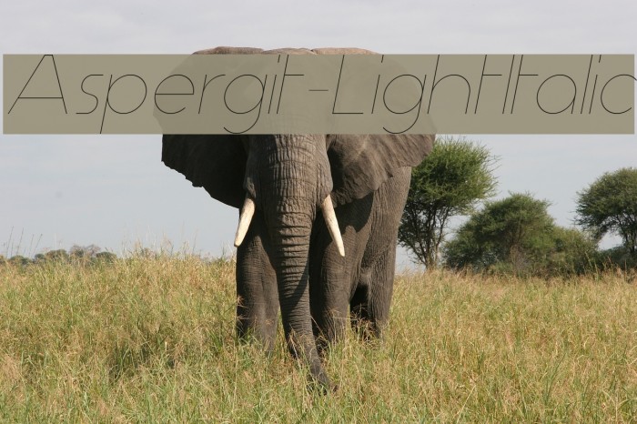 Aspergit-LightItalic Font examples