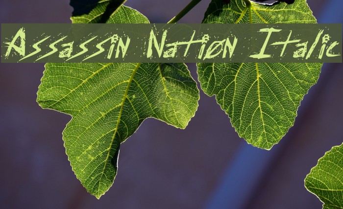 Assassin Nation Italic Font examples