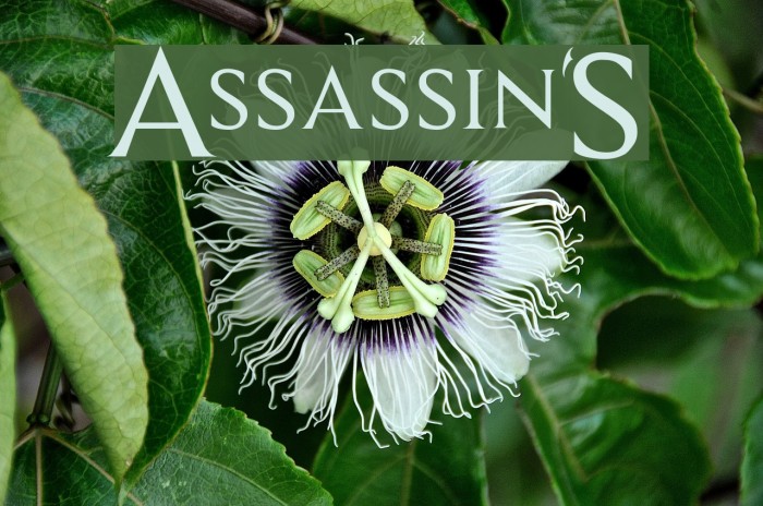 Assassin$ Font examples