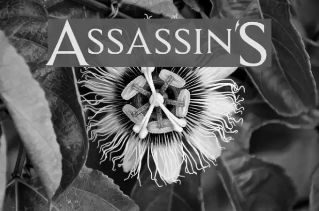 Assassin$ 字体 examples