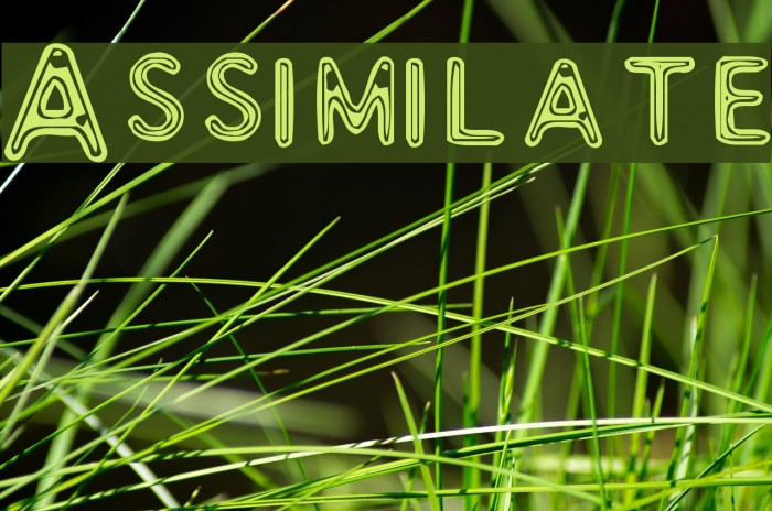 Assimilate Font examples
