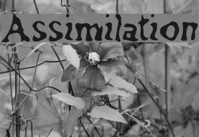 Assimilation Font examples