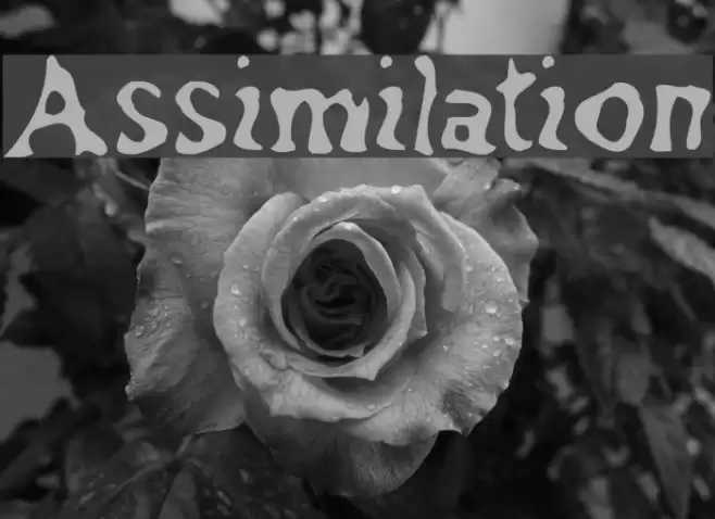 Assimilation Font examples