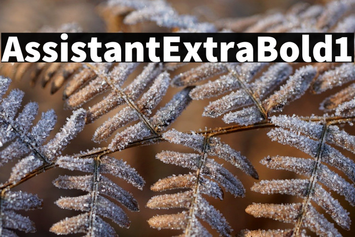 Assistant-ExtraBold1 Example 2