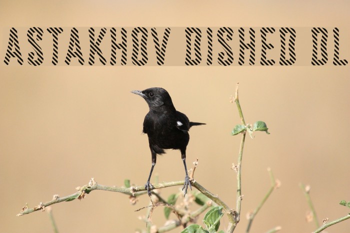 Astakhov Dished DL Font examples