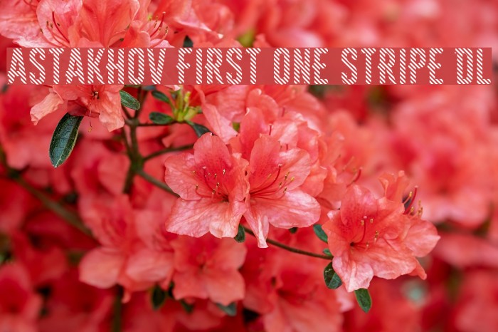 Astakhov First One Stripe DL Font examples