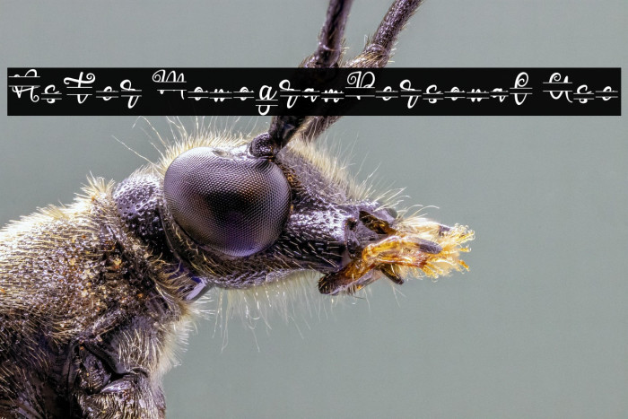 Aster Monogram_Personal Use Example 2