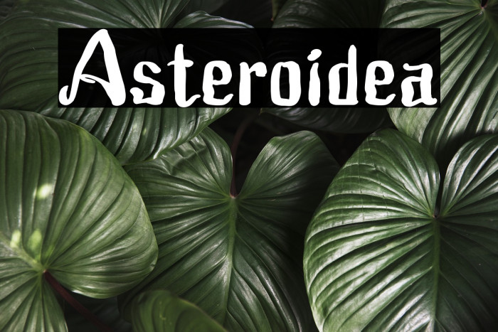 Asteroidea Font examples