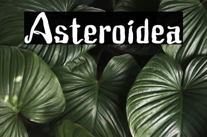 Asteroidea Example 2