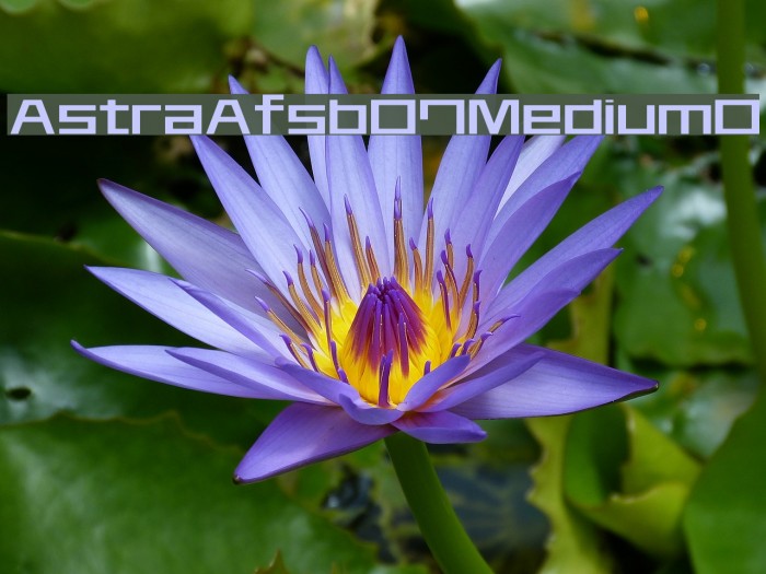 AstraAfsb07MediumO Example 1