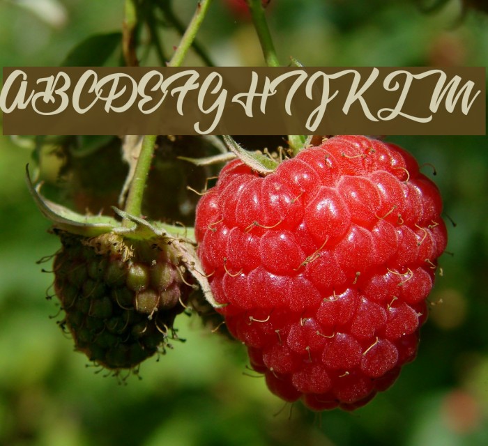 Astrovegan Personal Use  Example 1