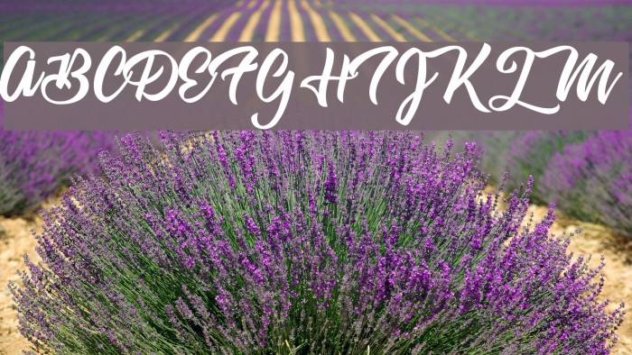 Astrovegan Personal Use  Example 3