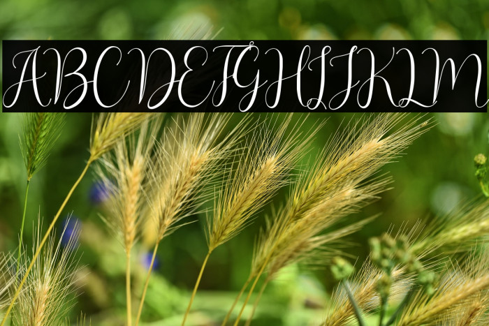 Asyiela Demo Regular Example 1