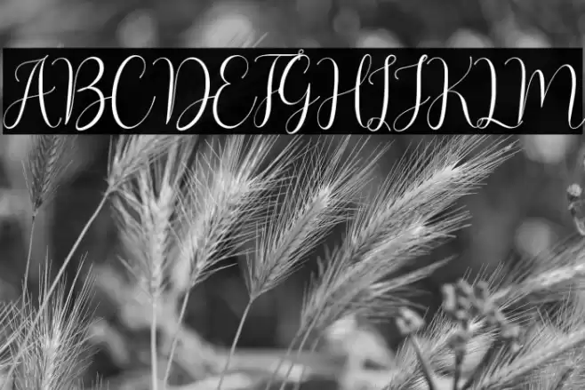 Asyiela Demo Regular Font examples