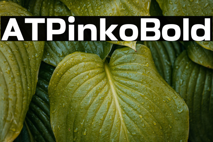 AT Pinko Bold Example 1