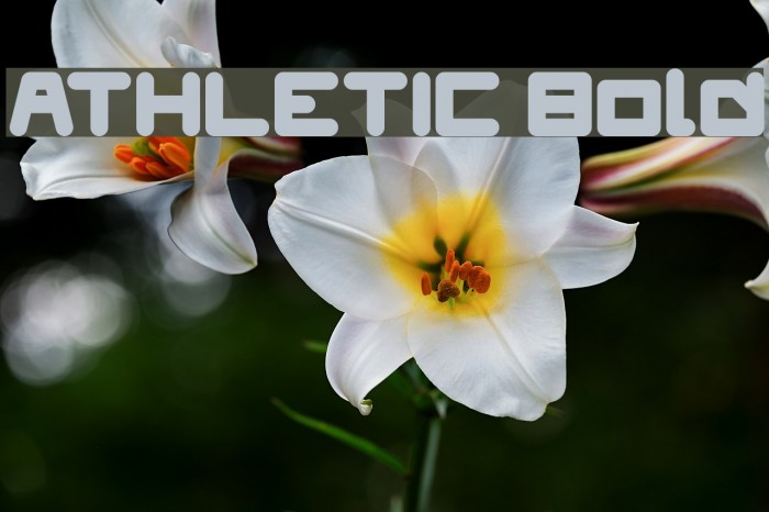 ATHLETIC Bold Font examples