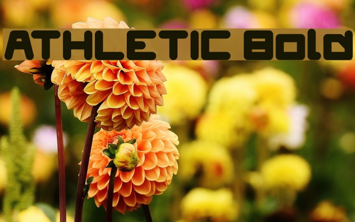 ATHLETIC Bold Font examples