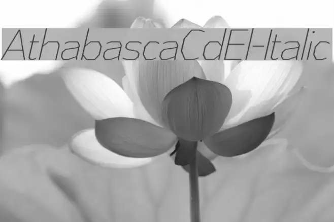 AthabascaCdEl-Italic Font examples