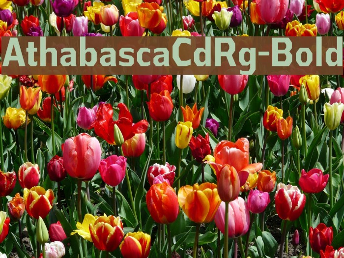 AthabascaCdRg-Bold Font examples