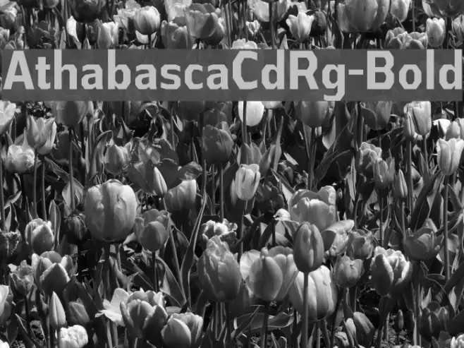 AthabascaCdRg-Bold Example 2
