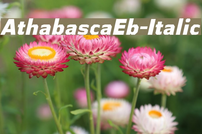AthabascaEb-Italic Font examples