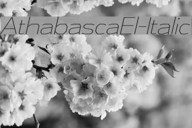 AthabascaEl-Italic Font examples