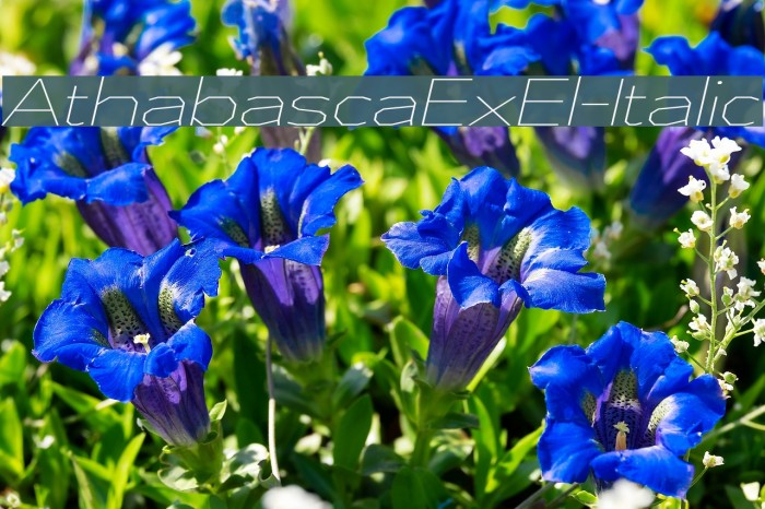 AthabascaExEl-Italic Example 2