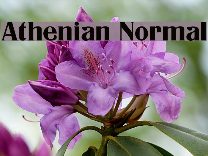 Athenian Normal Font examples