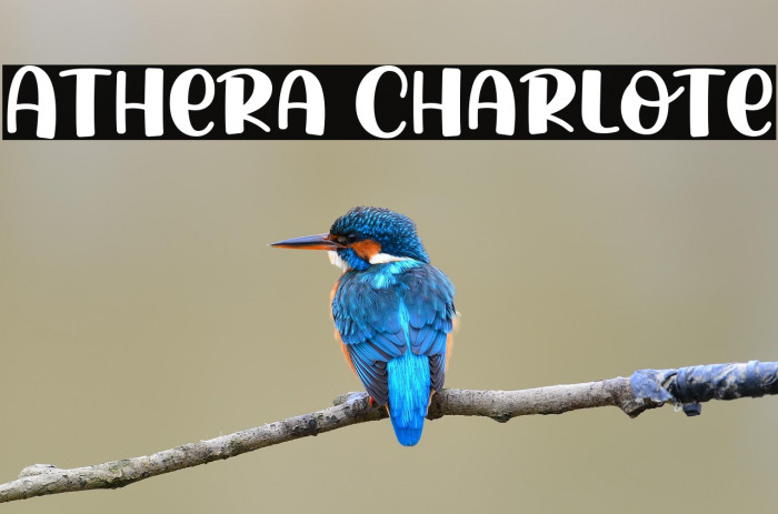 Athera Charlote Example 3