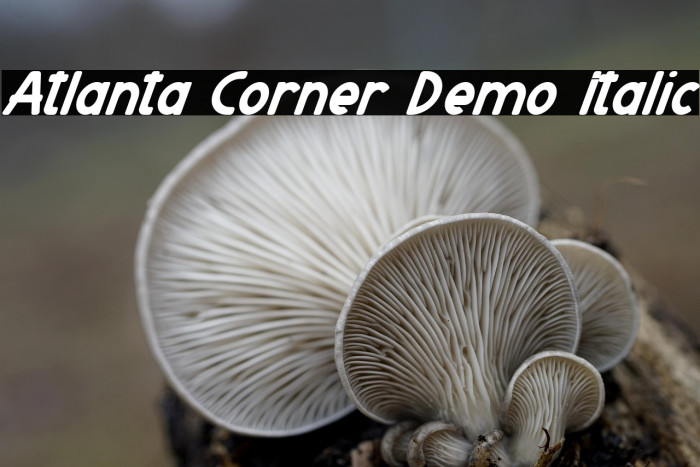 Atlanta Corner Demo Italic Example 3