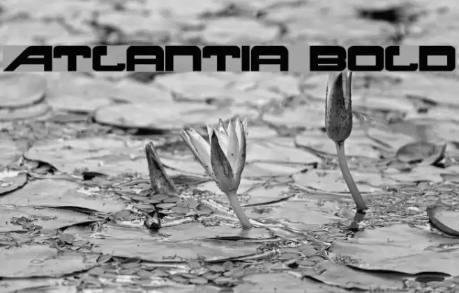 Atlantia Bold Font examples