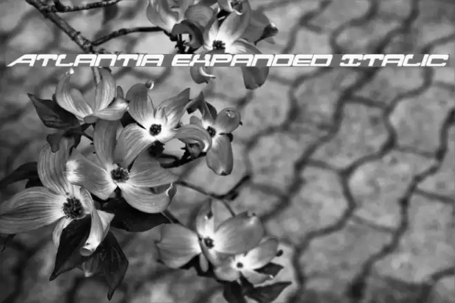 Atlantia Expanded Italic Font examples