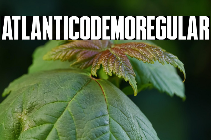 AtlanticoDemoRegular Example 3