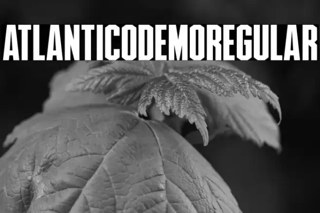 AtlanticoDemoRegular Example 3