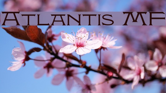 Atlantis MF Font examples