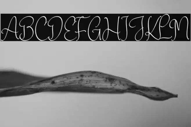 Atlenta Battleny Fuentes examples