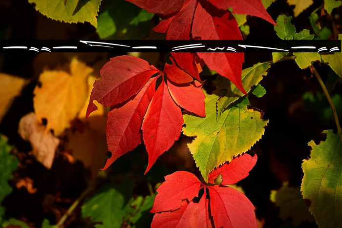 Attaya Extrass Example 1