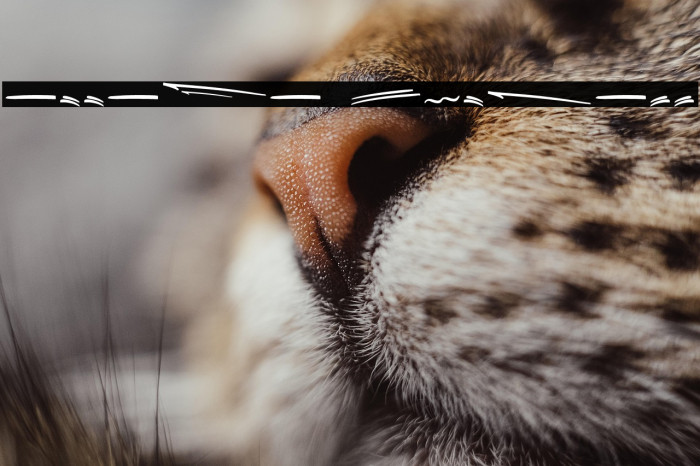 Attaya Extrass Example 3