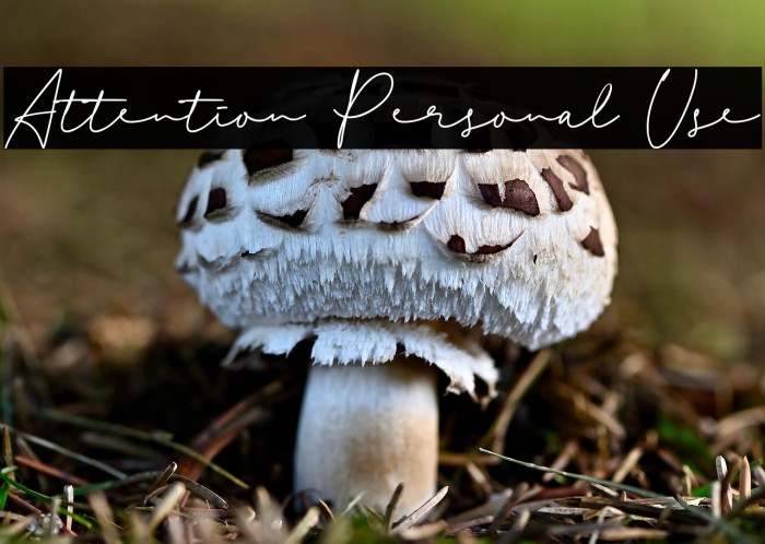 Attention Personal Use Example 2