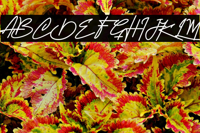 Attention Script Example 3