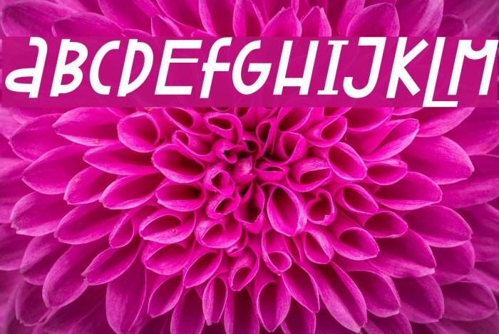 Attracted Monday Italic Font examples