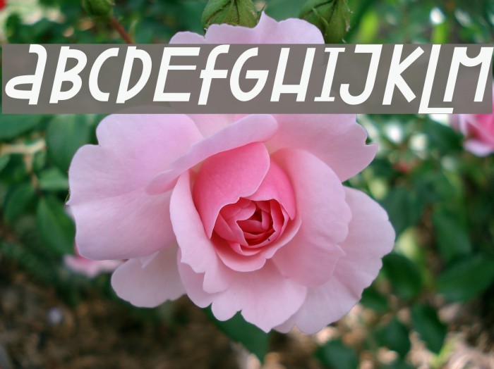 Attracted Monday Italic Font examples