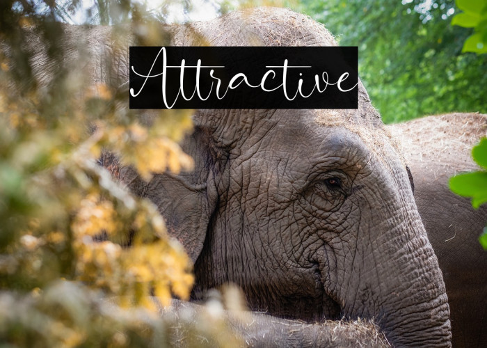 Attractive Example 1