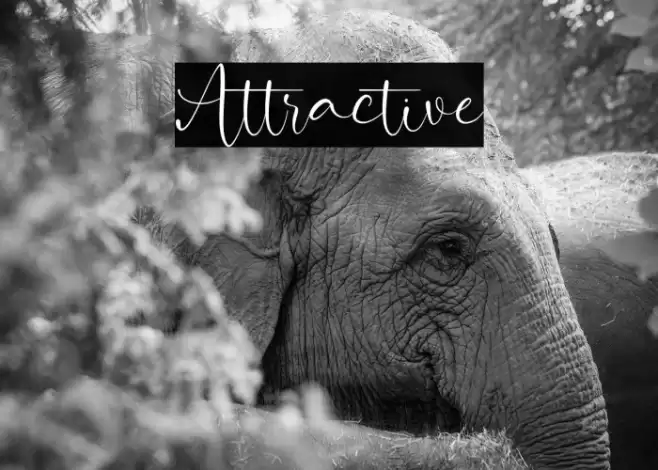 Attractive Font examples