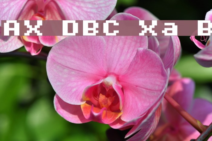 AuX DotBitC Xtra Bold फ़ॉन्ट examples