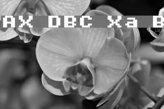 AuX DotBitC Xtra Bold Font examples