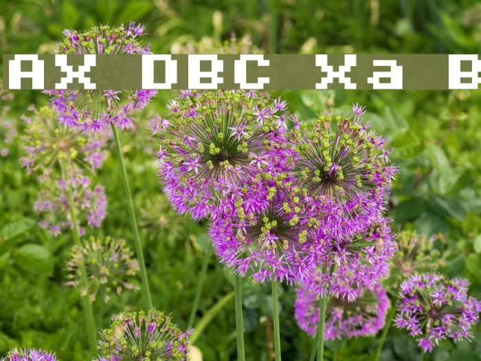 AuX DotBitC Xtra Bold फ़ॉन्ट examples
